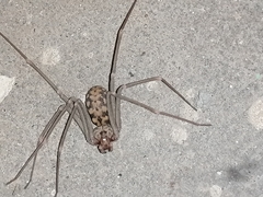 Loxosceles simillima