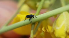 Aulacobaris