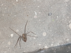 Loxosceles simillima