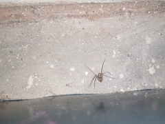 Loxosceles simillima