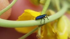Aulacobaris