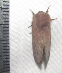 Anadiasa punctifascia