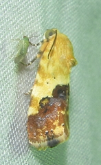 Acontia imitatrix