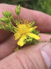 Hypericum lobocarpum