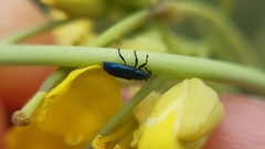 Aulacobaris