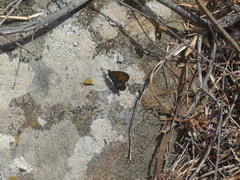 Hipparchia aristaeus