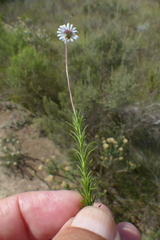 Osmitopsis osmitoides