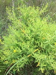 Hypericum lobocarpum