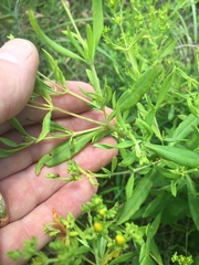 Hypericum lobocarpum