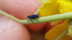 Aulacobaris