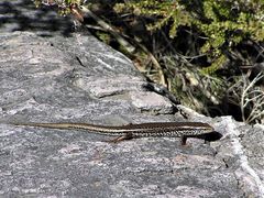 Ctenotus labillardieri