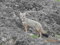 Vulpes bengalensis