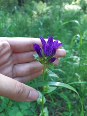 Campanula glomerata