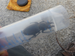 Lucanus tetraodon