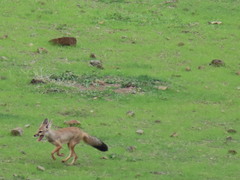 Vulpes bengalensis