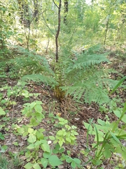 Athyrium filix-femina