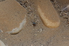 Stenocara gracilipes