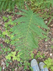 Athyrium filix-femina