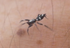 Poecilochroa