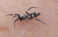 Poecilochroa