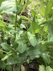 Cerinthe glabra