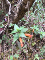 Clinopodium macrostemum
