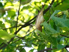 Carpodacus erythrinus grebnitskii