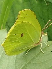 Gonepteryx rhamni