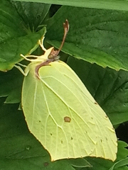 Gonepteryx rhamni