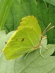 Gonepteryx rhamni