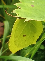 Gonepteryx rhamni