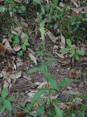 Digitalis micrantha