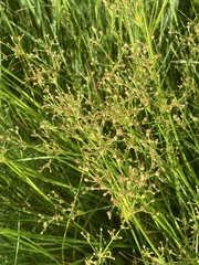 Juncus subnodulosus