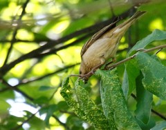 Carpodacus erythrinus grebnitskii