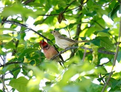 Carpodacus erythrinus grebnitskii