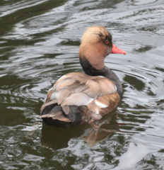 Netta rufina