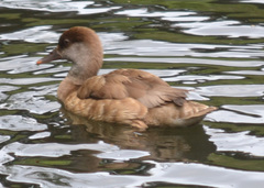 Netta rufina
