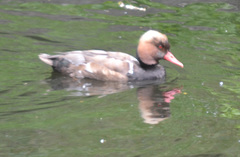 Netta rufina