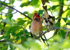Carpodacus erythrinus grebnitskii