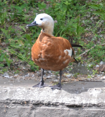 Tadorna ferruginea