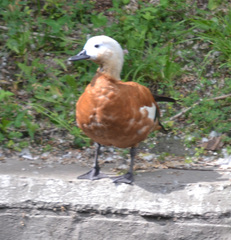 Tadorna ferruginea