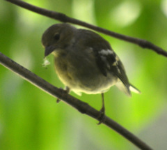 Fringilla coelebs