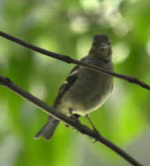 Fringilla coelebs