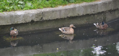 Anas platyrhynchos