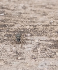 Menemerus marginatus