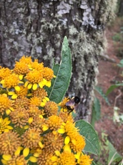 Verbesina oncophora