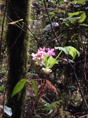 Ribes sanguineum glutinosum