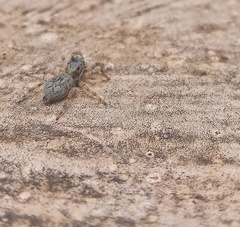 Menemerus marginatus