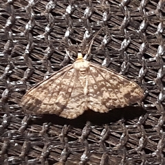 Melanolophiini