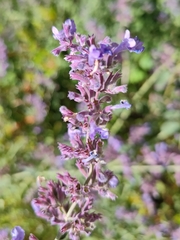 Nepeta × faassenii